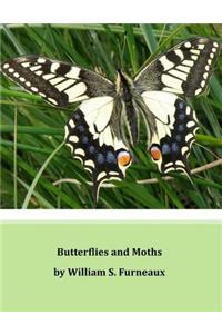 Butterflies and Moths