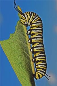 Monarch Caterpillar Eating Milkweed Leaf Journal