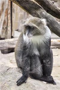 The Grivet Monkey Journal