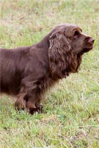 Sussex Spaniel