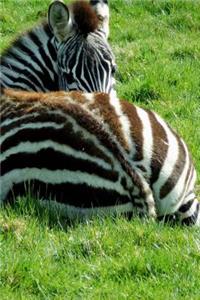 A Shy Zebra Resting in the Grass Animal Journal