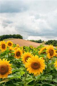 Field of Sunflowers