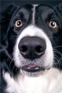 Surprised Border Collie Journal