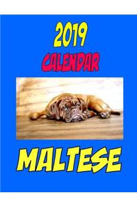2019 Calendar Maltese