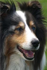 Cute Sheltie Dog Journal