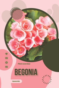 Begonia