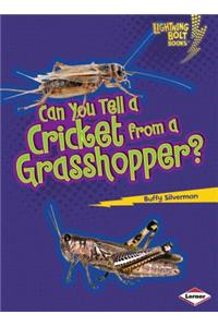 Can You Tell a Cricket from a Grasshopper?