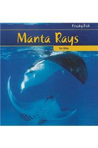 Manta Rays