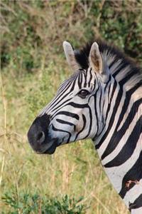 Zebra Journal