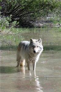 MindBlowing Wolf Journal 14