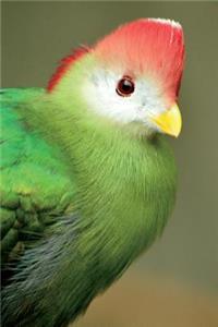Red Crested Turaco Journal