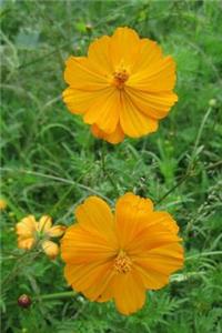 Yellow Cosmos Flower Journal