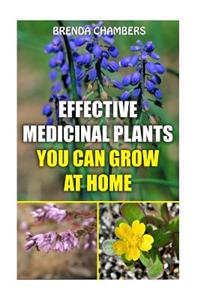 Effective Medicinal Plants You Can Grow At Home