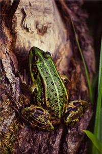 Green Frog Amphibian Journal