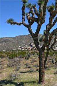 Scenic View of a Tree in the Desert Off Highway 101 USA Road Trip Journal