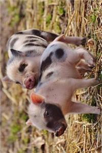 Two Playful Pink Piglets with Black Polka Dot Spots Journal: 150 Page Lined Notebook/Diary