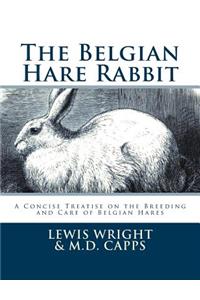 Belgian Hare Rabbit