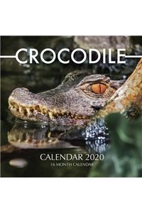 Crocodile Calendar 2020