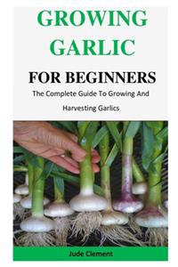 Growing Garlic For Beginners