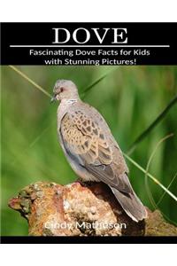 Dove: Fascinating Dove Facts for Kids with Stunning Pictures!