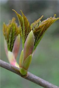 The Bud of a Chestnut Tree Journal