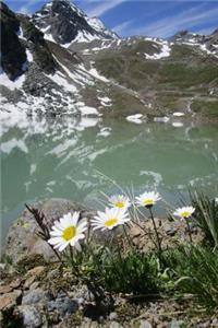 Wildflowers and a Mountain Lake Journal