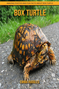 Box Turtle