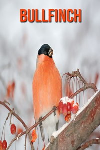 Bullfinch