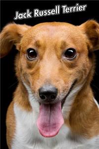 Jack Russell Terrier