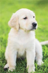 Golden Retriever March Notebook & Journal. Productivity Work Planner & Idea Notepad