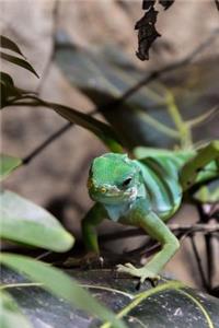 Green Tree Monitor Lizard Journal