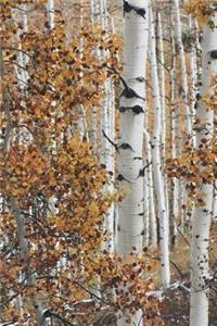 Birch Forest