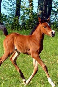 Such an Adorable Brown Colt in a Pasture Horse Journal