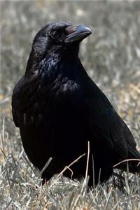 Cool Glossy Black Raven Bird Journal