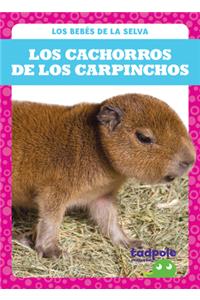 Los Cachorros de Los Carpinchos (Capybara Pups)