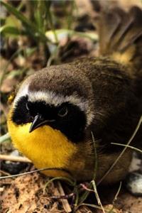 Common Yellowthroat (Geothlypis Trichas) Bird Journal