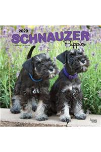 Schnauzer Puppies 2020 Square