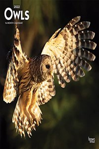 Owls 2022 Square