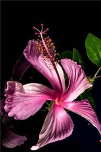 Hibiscus Flower Bloom Isolated on Black Journal