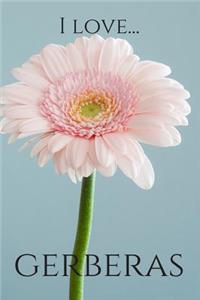 I Love Gerberas