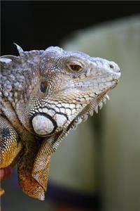 Yellow Eyed Iguana Contemplates Life Choices