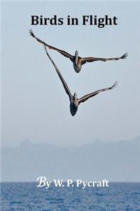 Birds in Flight