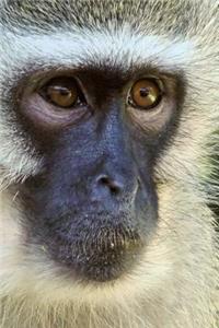 Vervet Monkey Portrait Journal: 150 Page Lined Notebook/Diary