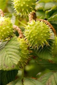 Green Chestnuts on a Chestnut Tree in the Summer Journal