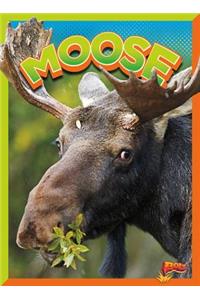 Moose