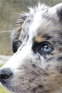 Beautiful Blue Eyed Australian Shepherd Journal