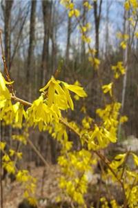 2019 Daily Planner Forsythia Branch Against Forest 384 Pages