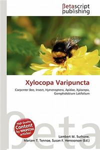 Xylocopa Varipuncta