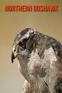 Northern Goshawk