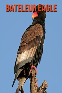 Bateleur Eagle